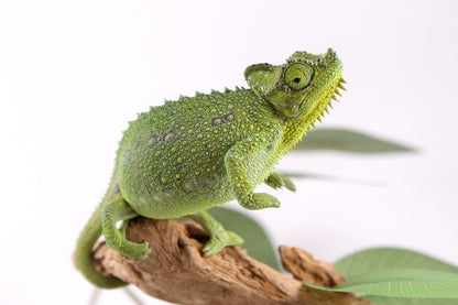 Helmeted Chameleon