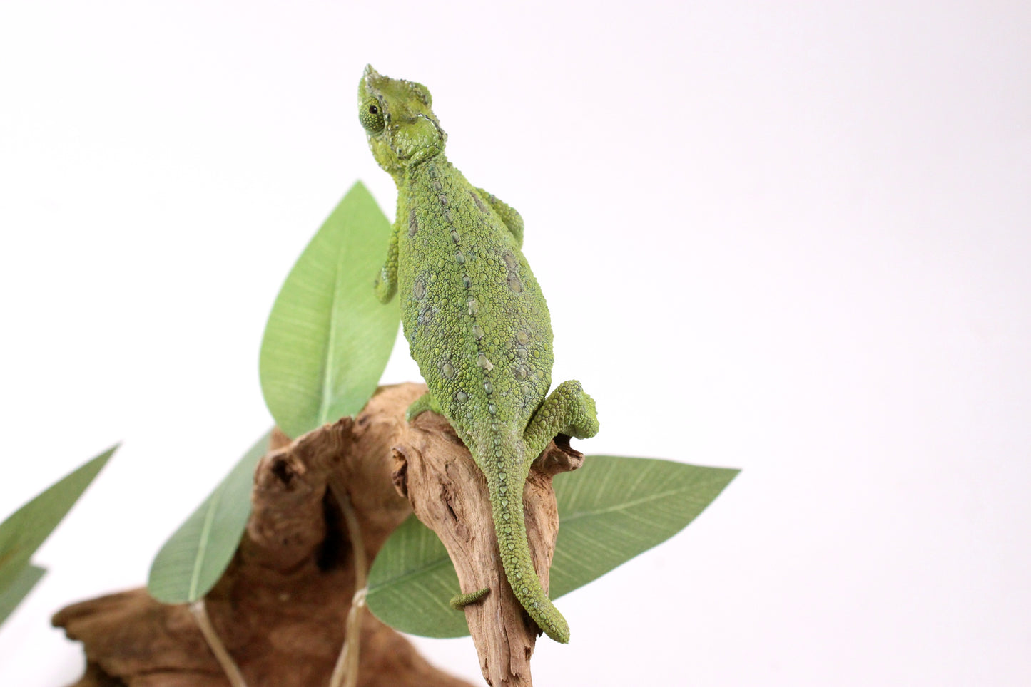 Helmeted Chameleon