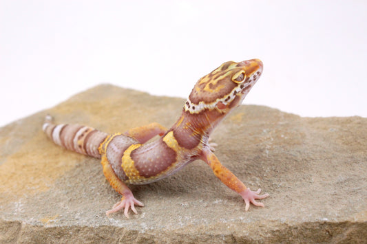 High Contrast Albino Leopard Gecko