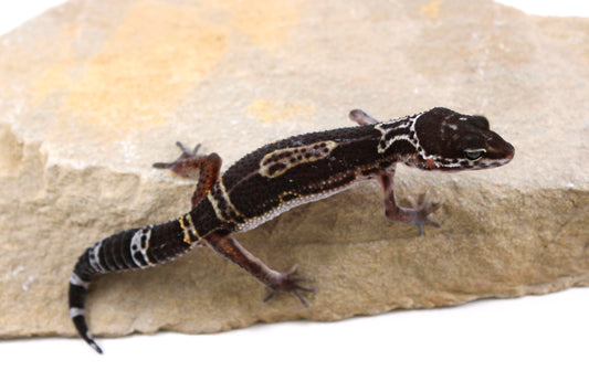 Medium Grade Black Night Leopard Gecko