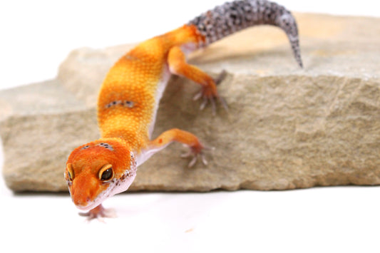 Clown Leopard Gecko