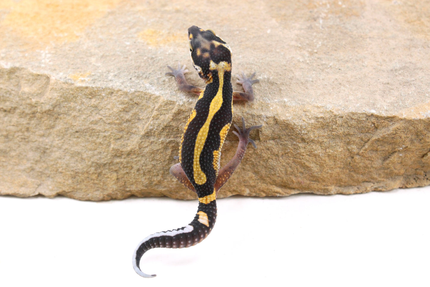 Extreme Bold Stripe Leopard Gecko
