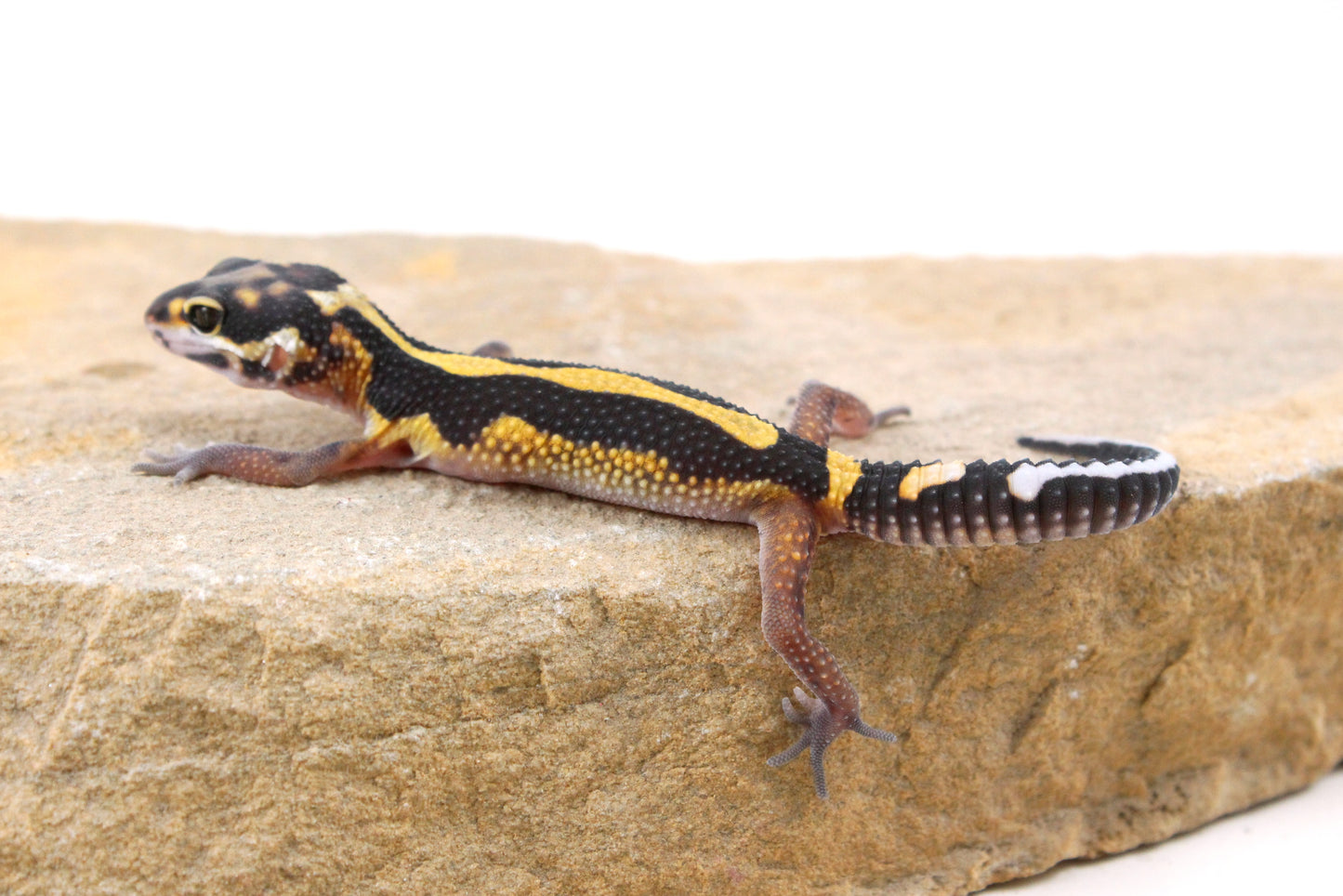 Extreme Bold Stripe Leopard Gecko