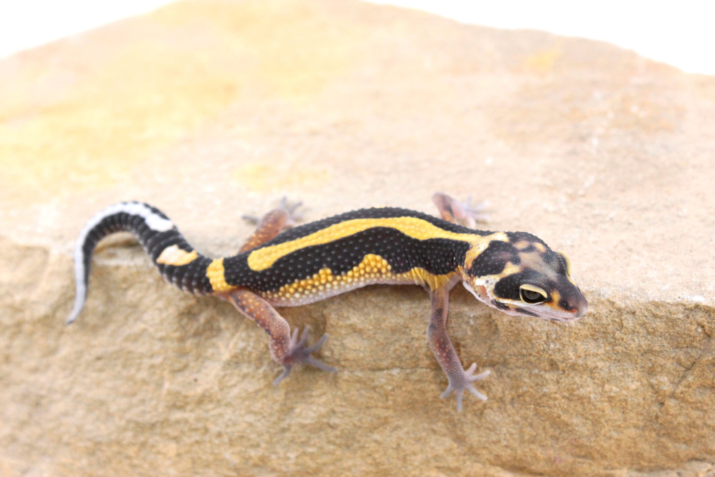 Extreme Bold Stripe Leopard Gecko