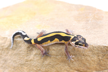 Extreme Bold Stripe Leopard Gecko