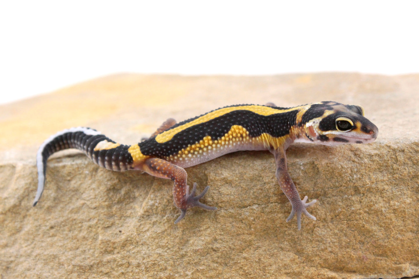 Extreme Bold Stripe Leopard Gecko