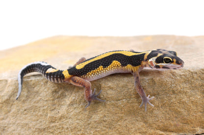 Extreme Bold Stripe Leopard Gecko