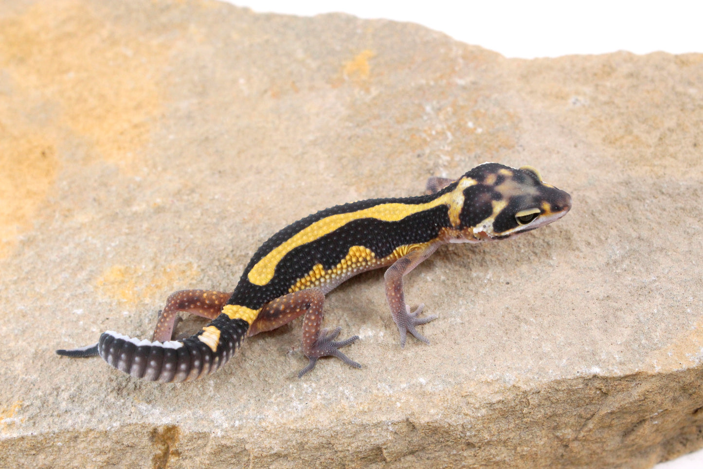 Extreme Bold Stripe Leopard Gecko