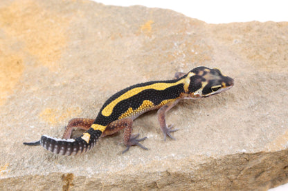 Extreme Bold Stripe Leopard Gecko
