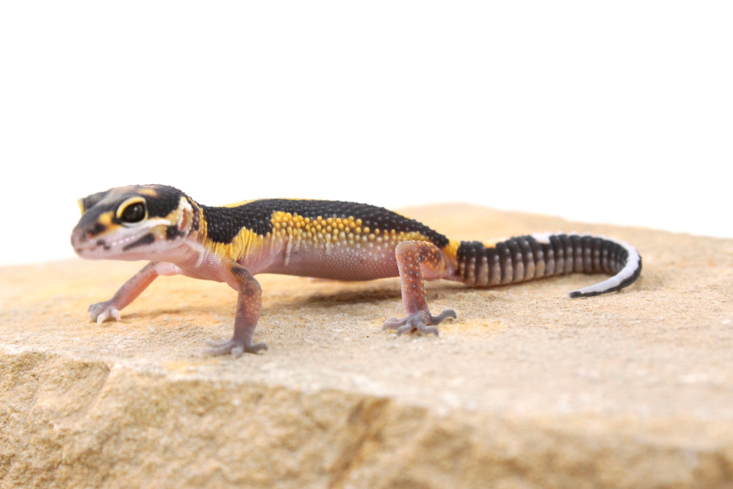 Extreme Bold Stripe Leopard Gecko