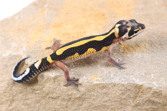 Extreme Bold Stripe Leopard Gecko