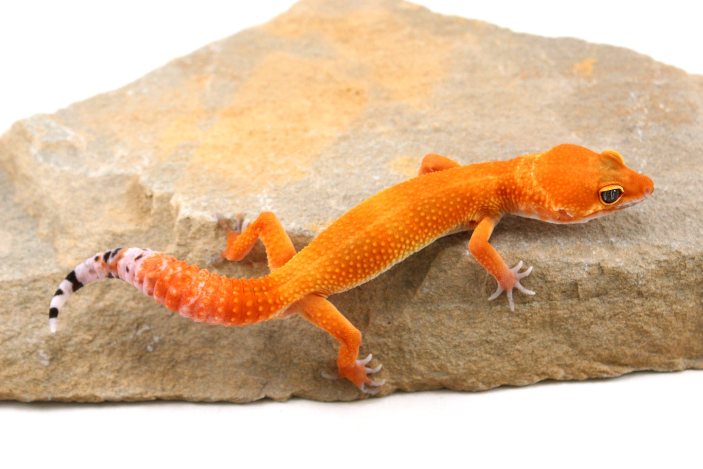 Tangerine Tornado Leopard Gecko