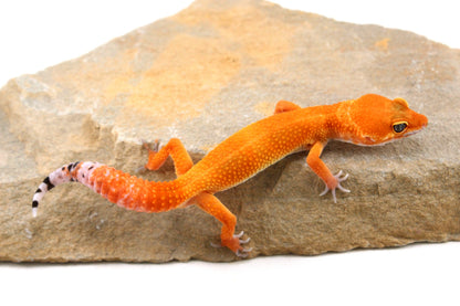 Tangerine Tornado Leopard Gecko