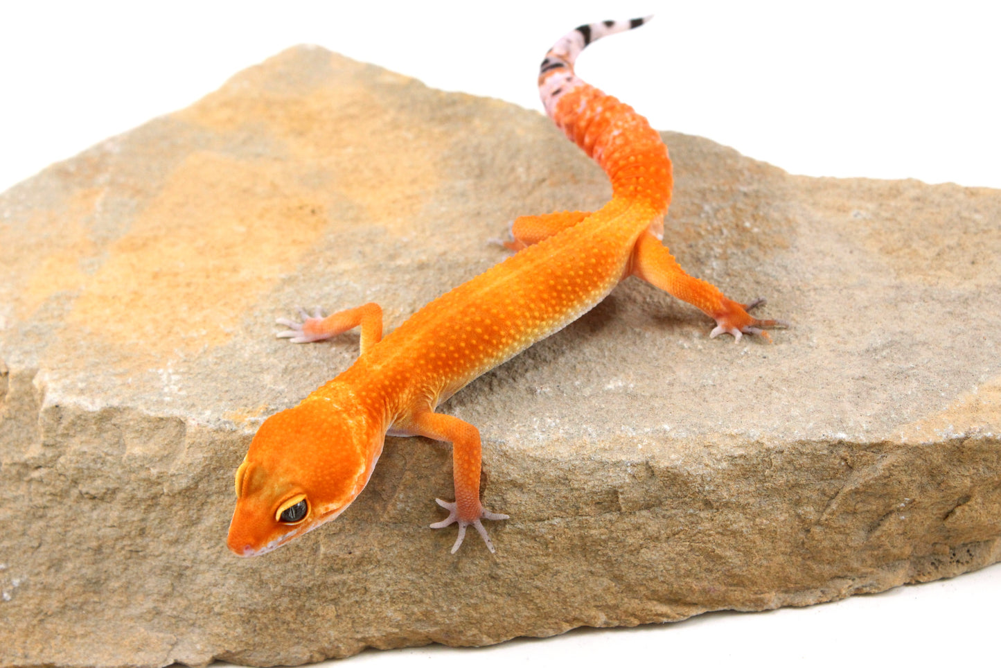 Tangerine Tornado Leopard Gecko