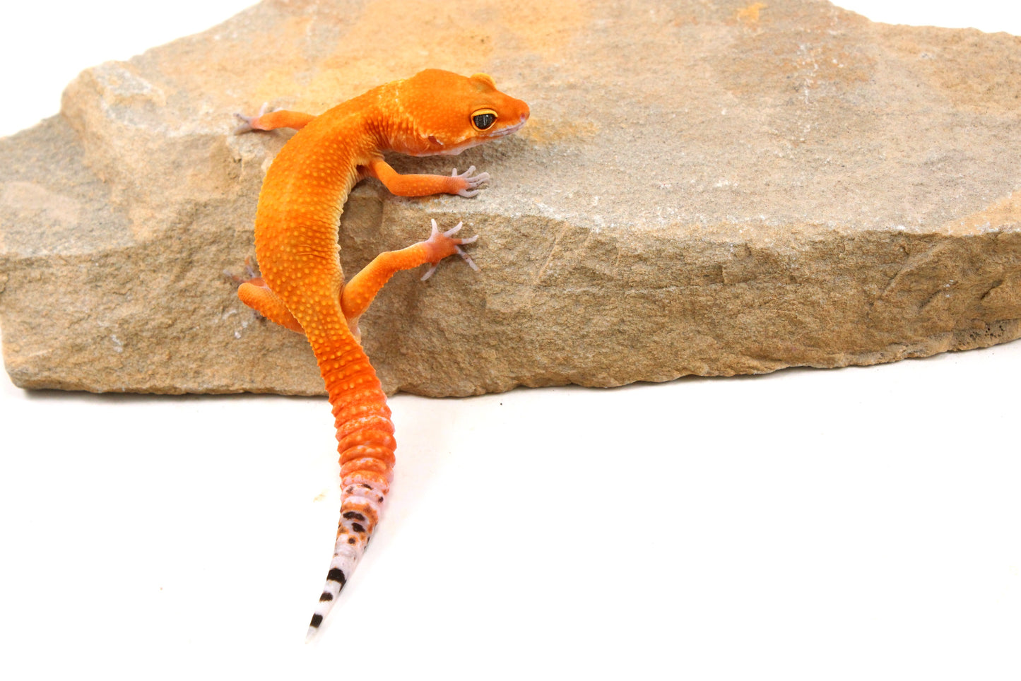 Tangerine Tornado Leopard Gecko