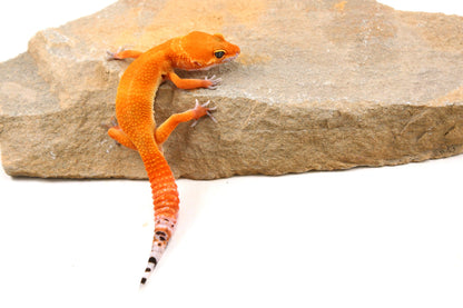 Tangerine Tornado Leopard Gecko