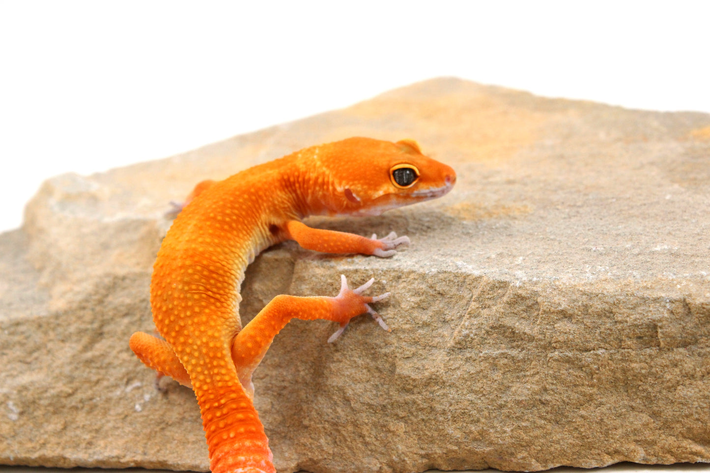 Tangerine Tornado Leopard Gecko
