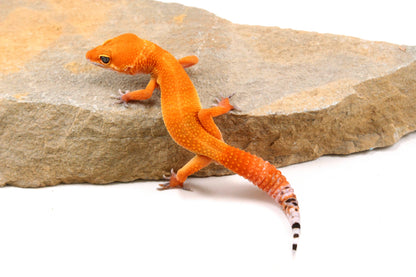 Tangerine Tornado Leopard Gecko