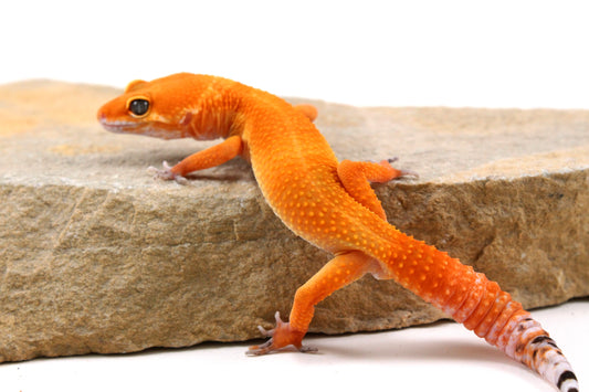 Tangerine Tornado Leopard Gecko
