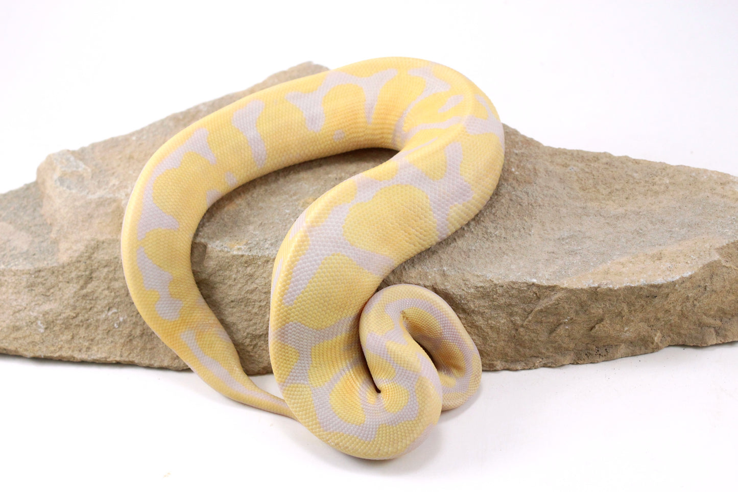 Toffino Het Pied Ball Python