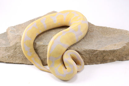 Toffino Het Pied Ball Python