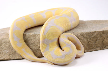 Toffino Het Pied Ball Python