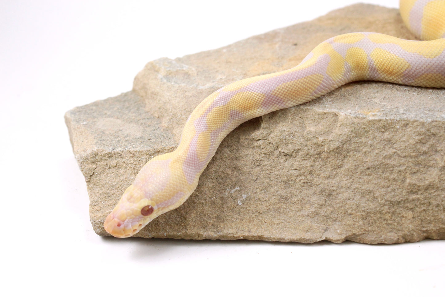 Toffino Het Pied Ball Python