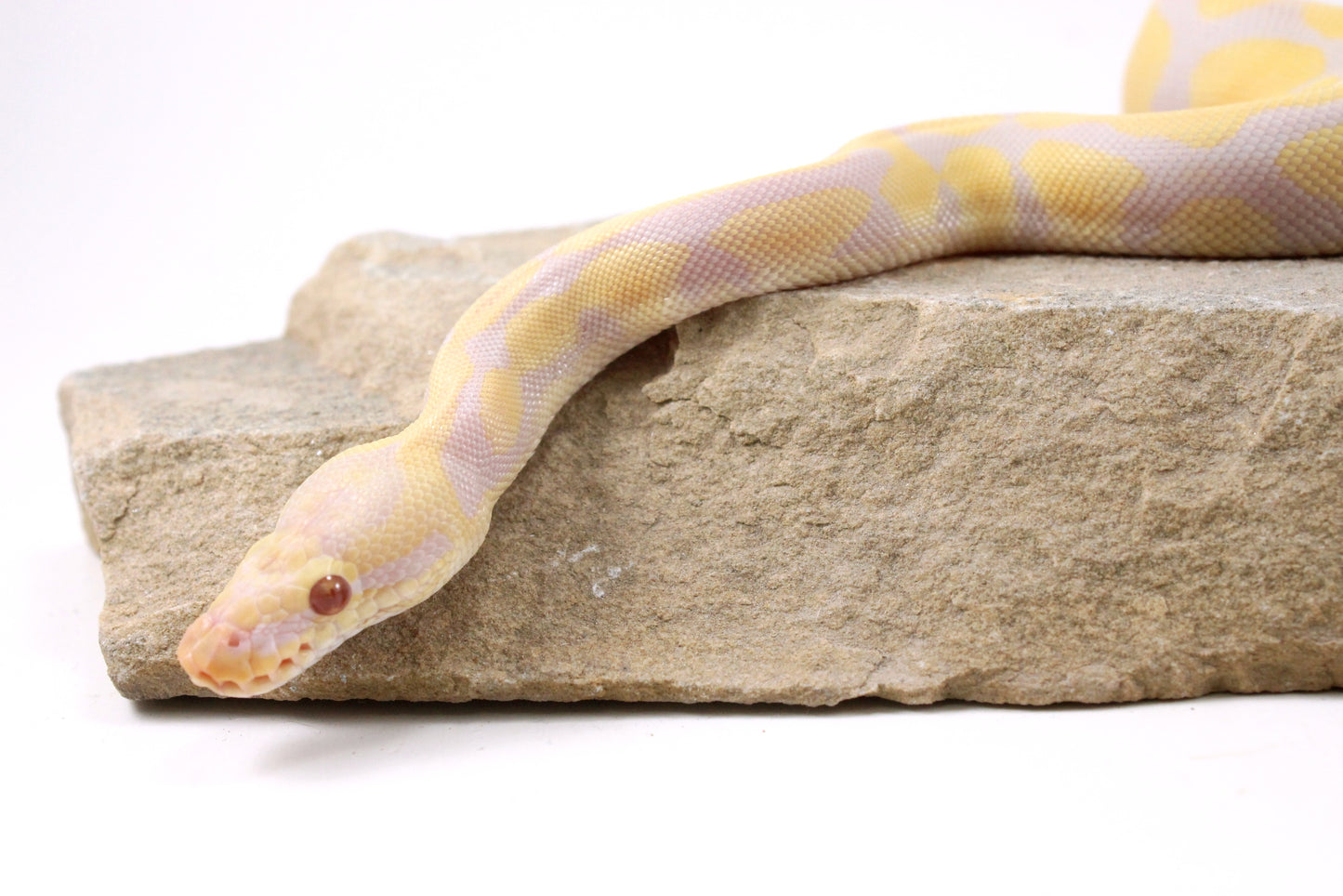 Toffino Het Pied Ball Python