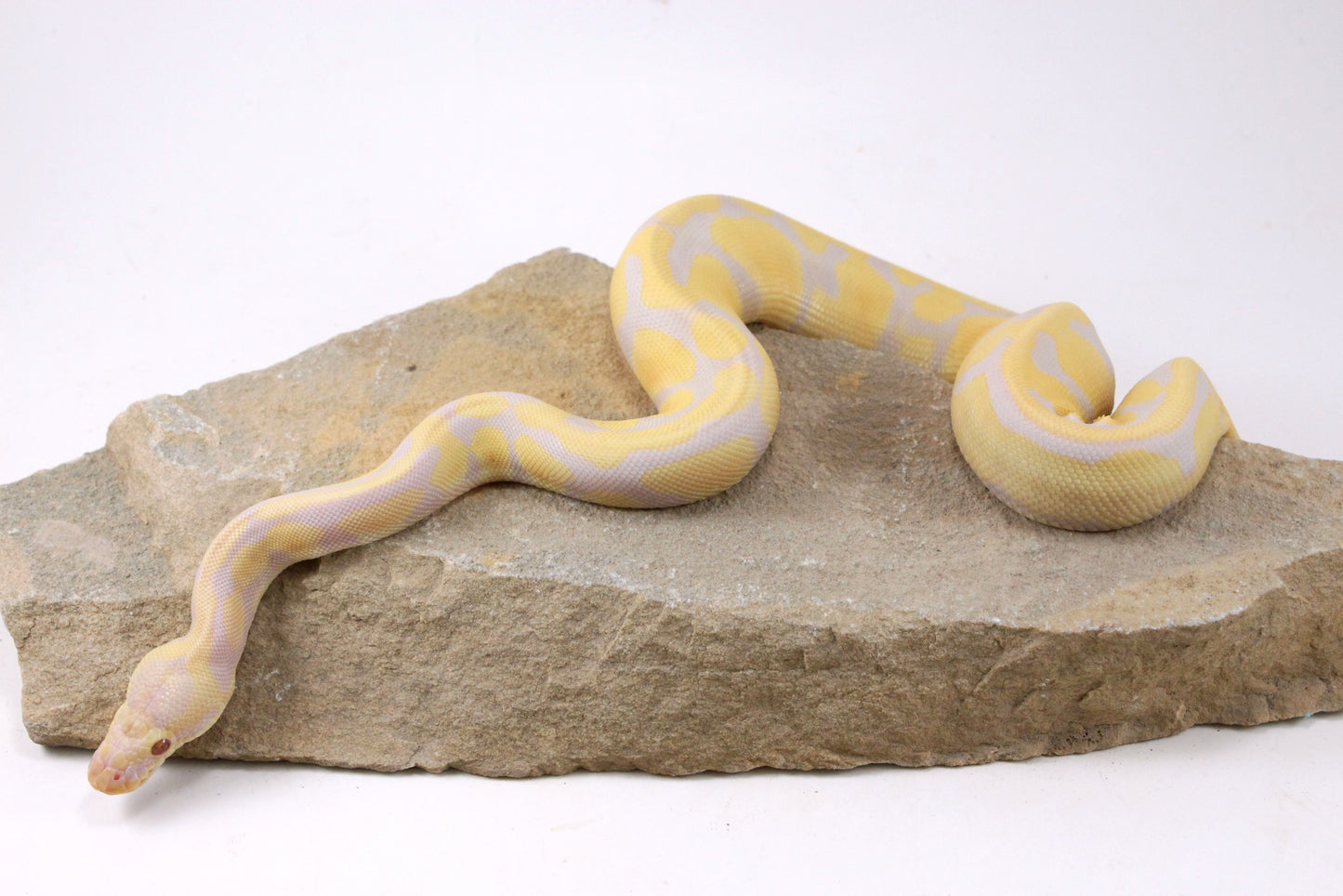 Toffino Het Pied Ball Python
