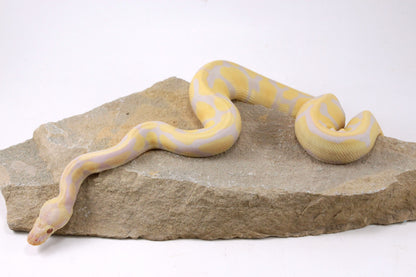Toffino Het Pied Ball Python