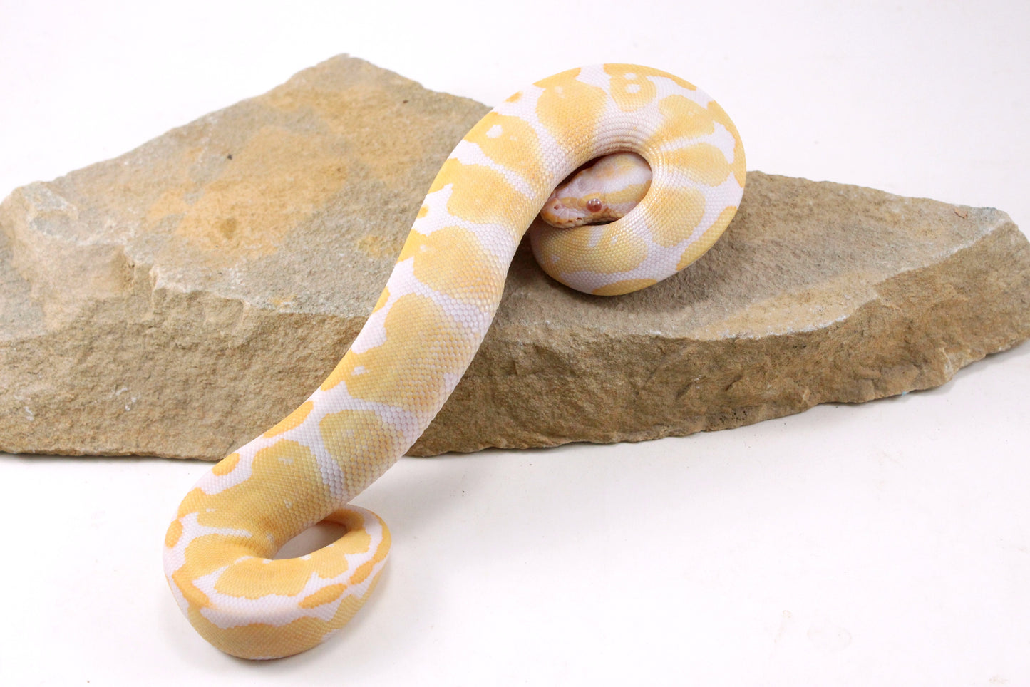 Toffino Ball Python
