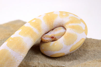 Toffino Ball Python