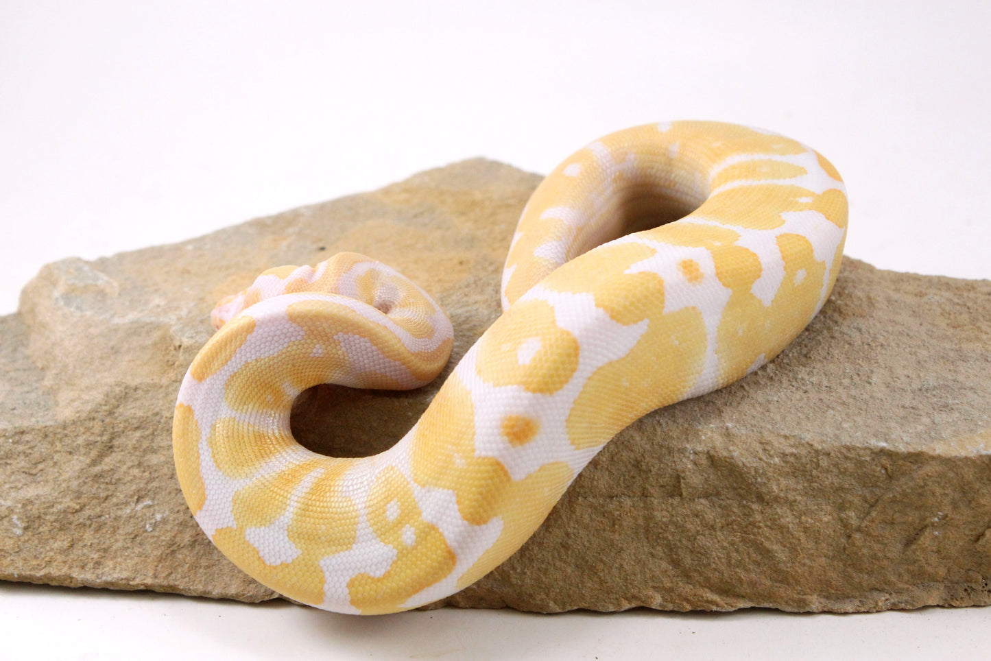 Toffino Ball Python