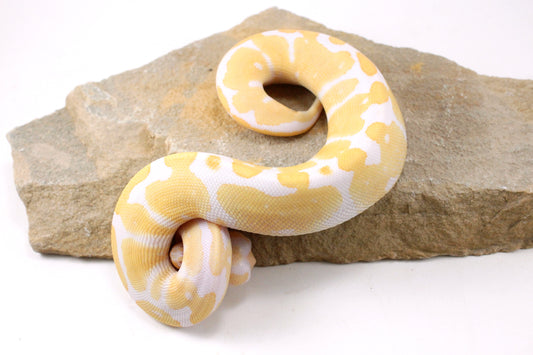 Toffino Ball Python
