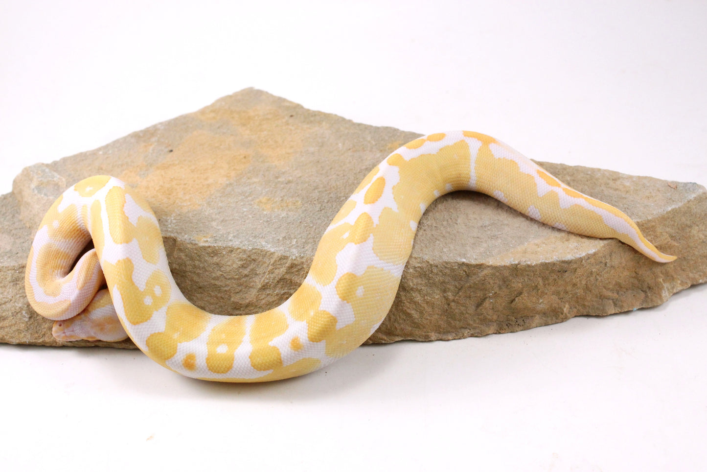 Toffino Ball Python