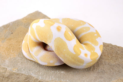 Toffino Ball Python