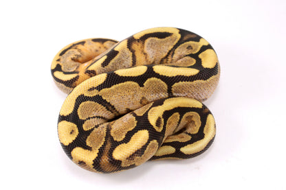 Pastel Enchi Fire Calico Ball Python