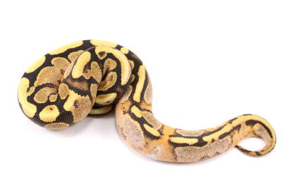Pastel Enchi Fire Calico Ball Python