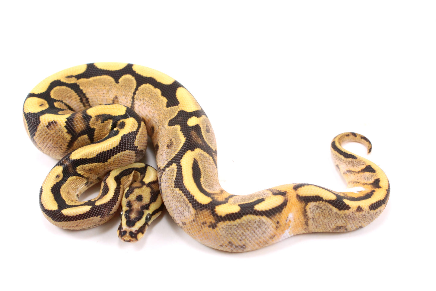 Pastel Enchi Fire Calico Ball Python
