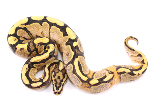 Black Pastel Fire Calico Ball Python