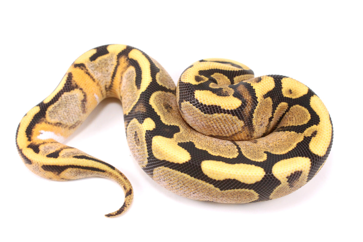 Pastel Enchi Fire Calico Ball Python