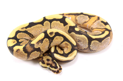 Pastel Enchi Fire Calico Ball Python