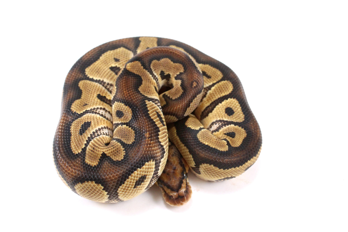Yellow Belly Clown Ball Python