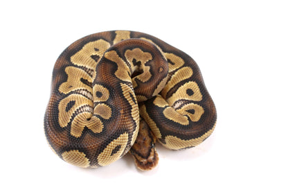 Yellow Belly Clown Ball Python