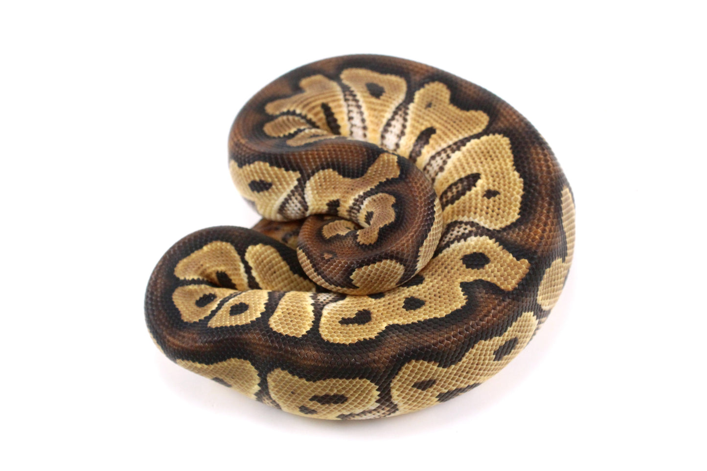 Yellow Belly Clown Ball Python