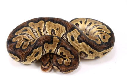 Yellow Belly Clown Ball Python