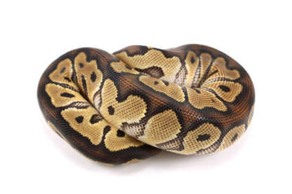 Yellow Belly Clown Ball Python