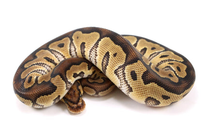 Yellow Belly Clown Ball Python