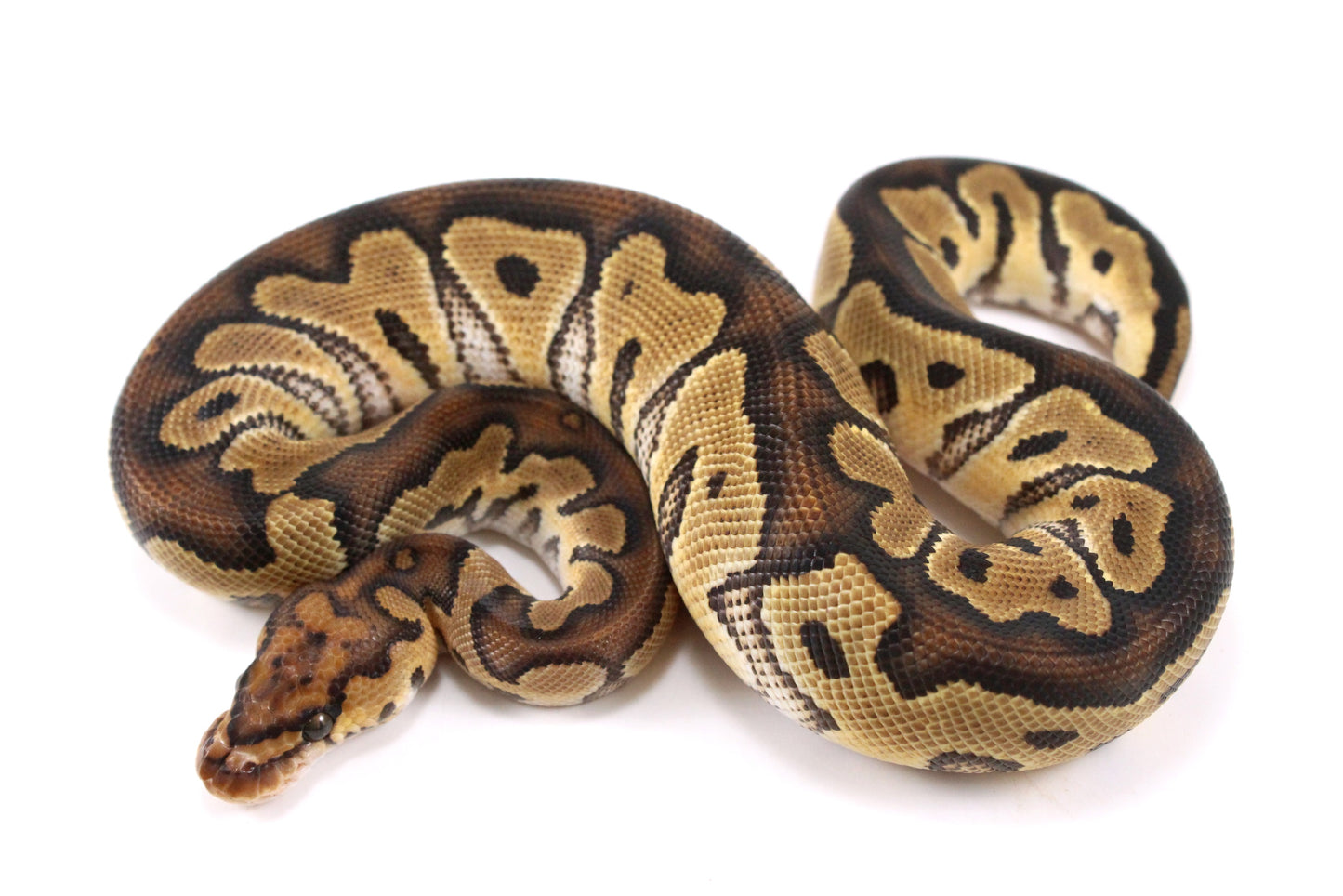 Yellow Belly Clown Ball Python
