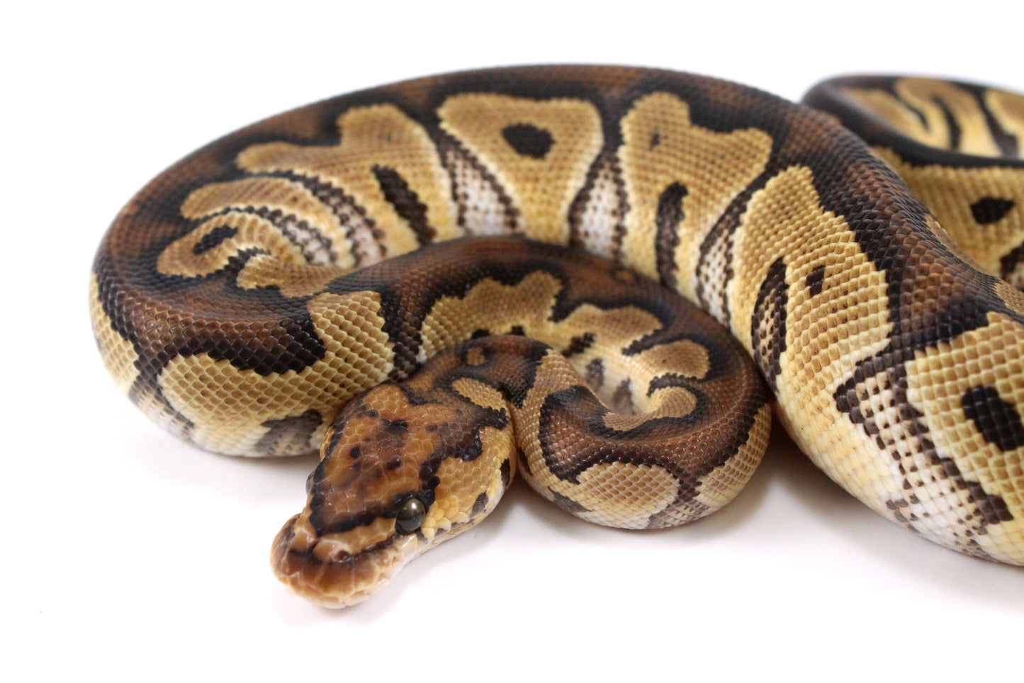 Yellow Belly Clown Ball Python
